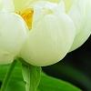 Paeonia 'Prairie Moon', flowers