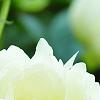 Paeonia 'Prairie Moon', flowers