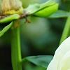 Paeonia 'Prairie Moon', flowers