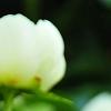 Paeonia 'Prairie Moon', flowers