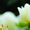 Paeonia 'Prairie Moon', flowers