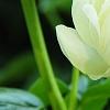 Paeonia 'Prairie Moon', flowers