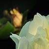 Paeonia 'Prairie Moon', flowers