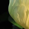 Paeonia 'Prairie Moon', flowers