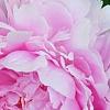 Paeonia 'Pillow Talk', flowers