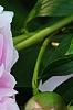 Paeonia 'Pillow Talk', flowers