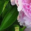 Paeonia 'Pillow Talk', flowers