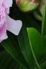 Paeonia 'Pillow Talk', flowers