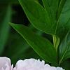 Paeonia 'Pillow Talk', flowers