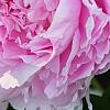 Paeonia 'Pillow Talk', flowers