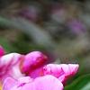 Paeonia 'Roland', flowers