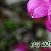 Paeonia 'Roland', flowers