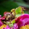 Paeonia 'Roland', flowers