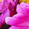 Paeonia 'Roland', flowers