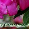 Paeonia 'Roland', flowers