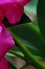 Paeonia 'Roland', flowers