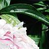 Paeonia lactiflora 'Sarah Bernhardt', flowers