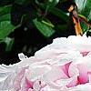 Paeonia lactiflora 'Sarah Bernhardt', flowers