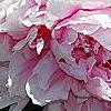 Paeonia lactiflora 'Sarah Bernhardt', flowers