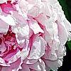 Paeonia lactiflora 'Sarah Bernhardt', flowers