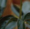 Paeonia 'Sword Dance', flowers
