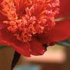 Paeonia 'Sword Dance', flowers