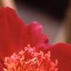 Paeonia 'Sword Dance', flowers