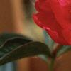 Paeonia 'Sword Dance', flowers