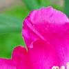 Paeonia 'Spiffy', flowers