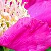 Paeonia 'Spiffy', flowers