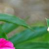 Paeonia 'Spiffy', flowers
