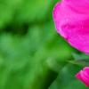 Paeonia 'Spiffy', flowers