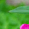 Paeonia 'Spiffy', flowers