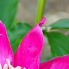 Paeonia 'Spiffy', flowers