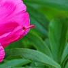 Paeonia 'Spiffy', flowers