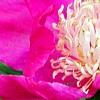 Paeonia 'Spiffy', flowers
