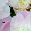 Paeonia 'Touch of Class', flowers