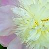 Paeonia 'Touch of Class', flowers