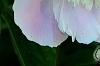 Paeonia 'Touch of Class', flowers