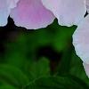Paeonia 'Touch of Class', flowers