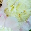 Paeonia 'Touch of Class', flowers