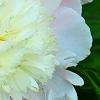 Paeonia 'Touch of Class', flowers