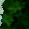 Paeonia 'Touch of Class', flowers