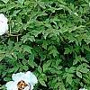 Paeonia 'Rock's Variety', habit