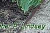 Paeonia 'Rock's Variety', habit