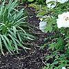 Paeonia 'Rock's Variety', habit