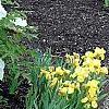 Paeonia 'Rock's Variety', habit
