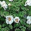 Paeonia 'Rock's Variety', habit