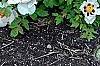 Paeonia 'Rock's Variety', habit