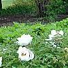 Paeonia 'Rock's Variety', habit